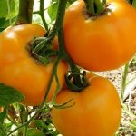Tomato Amber honey: characteristics and description of the variety, photo, yield