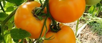 Tomato Amber honey: characteristics and description of the variety, photo, yield