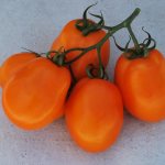 Tomato Southern tan. Reviews, characteristics, variety description, photos, yield 