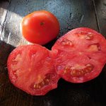 tomato Ermak