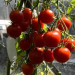 tomato bush