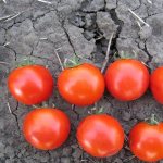 Asvon tomatoes: detailed information about the variety introduction