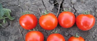 Asvon tomatoes: detailed information about the variety introduction