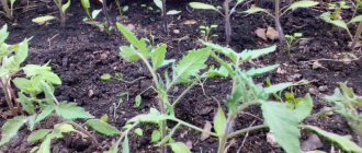 Tomatoes without seedlings are sown directly into the ground