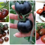 томаты черного цвета