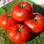 Tomatoes for the Leningrad region. Varieties for greenhouses 