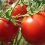 Tomatoes for a greenhouse in the Urals. Variety Krakowiak 