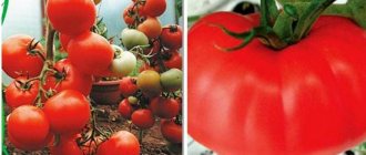 Tomatoes Kirzhach