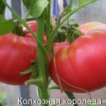 Tomatoes Kolkhoz Queen. Description of the variety, photos, reviews 
