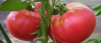 Tomatoes Kolkhoz Queen. Description of the variety, photos, reviews 