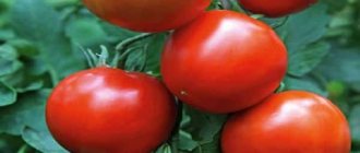 томаты крупные