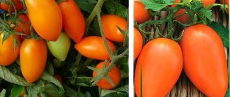 томаты лисичка фото
