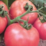 Raspberry Viscount tomatoes. Reviews, description, photos 