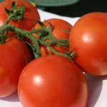 Tomatoes Mashenka