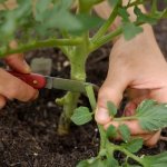 Томаты: обрывать ли нижние листья. Краткая информация о томатах
