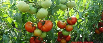 tomatoes from myasina