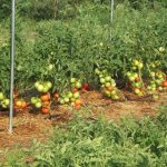 Tomatoes grow in open ground