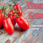 Cream tomatoes