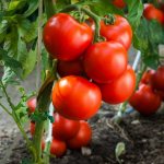 Tomatoes Tanya