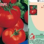 Tomatoes Vyatich