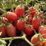 томаты выращивание