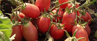 tomatoes growing