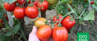 томаты зомок