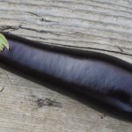 &#39;The subtleties of caring for the eggplant variety &quot;Black Opal&quot;