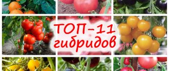 TOP 11 tomato hybrids