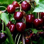 Top best varieties of cherries for Central Russia