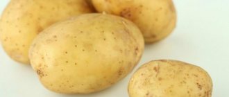 Товарность клубней картофеля «Бентье» составляет до 87 %