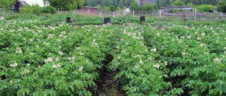 Traditional way of growing potatoes