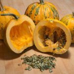 gymnosperm pumpkin reviews