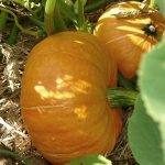 Pumpkin in the beds of the Moscow region