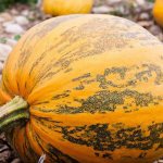 Vitamin nutmeg pumpkin. Description of the variety, photos, reviews 