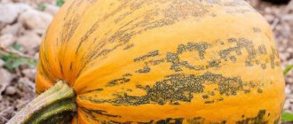 Vitamin nutmeg pumpkin. Description of the variety, photos, reviews 