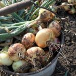 Onion harvesting