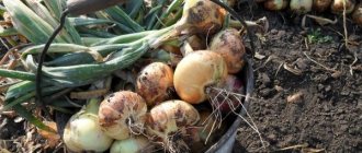 Onion harvesting