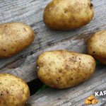 удача картофель характеристика