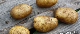 luck potato characteristics