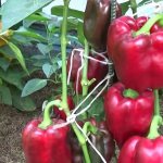 Уход и выращивание перца в теплице: пошаговая инструкция для начинающих огородников