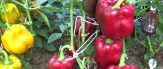 Caring for and growing peppers in a greenhouse: step-by-step instructions for beginner gardeners