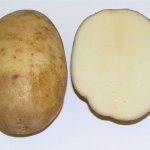 Уход за картофелем