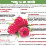 Raspberry care