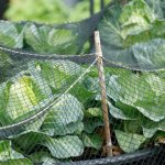 Sheltering cabbage from pests