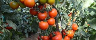 &#39;Ultra-early tomato &quot;White filling&quot;: we grow seedlings from seeds, transplant them into a greenhouse or soil and enjoy the harvest&#39; width=&quot;800