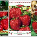 Packaging of planting material (seeds and seedlings) of Gigantella strawberries in various options offered by manufacturers