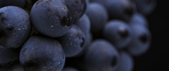 Eating a lot of berries can be harmful