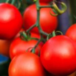 Ураган - Высокоурожайные сорта томатов для теплиц