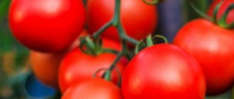 Hurricane - High-yielding tomato varieties for greenhouses